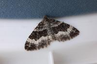 Epirrhoe alternata