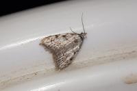 Nola confusalis
