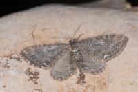 Horisme aemulata
