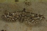 Eupithecia nanata