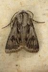 Agrotis chretieni