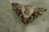 Polyploca ridens