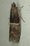 Elegia atrifasciella