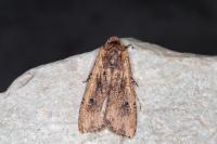 Peridroma saucia