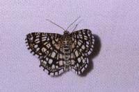 Chiasmia clathrata
