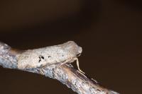 Conistra rubiginosa