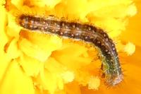 Cucullia calendulae