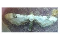 Eupithecia centaureata