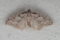 Nola thymula thymula