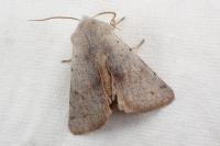 Perigrapha rorida