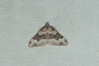 Epirrhoe galiata