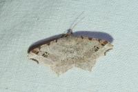 Macaria alternata