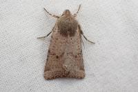 Spudaea ruticilla
