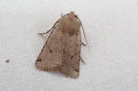 Spudaea ruticilla