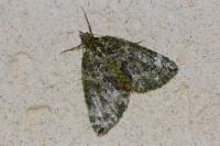 Chloroclysta siterata