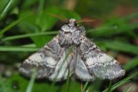 Drymonia ruficornis