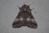 Drymonia ruficornis
