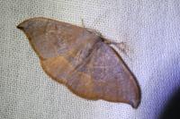 Watsonalla uncinula