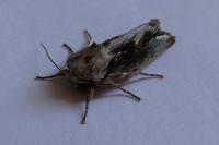 Egira conspicillaris