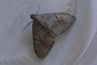 Pennithera ulicata