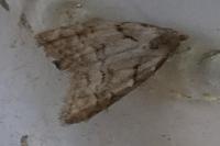 Nola thymula thymula