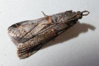 Acrobasis obliqua