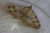 Cataclysme uniformata