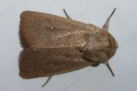 Mythimna sicula