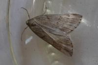 Chemerina caliginearia