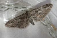 Eupithecia oxycedrata
