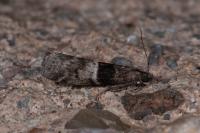 Elegia atrifasciella