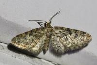 Eupithecia dodoneata