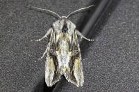 Egira conspicillaris