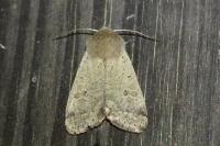 Orthosia cruda