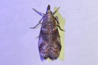 Acrobasis obliqua