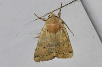 Spudaea ruticilla