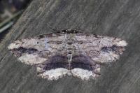 Menophra abruptaria