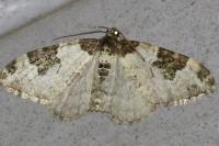 Xanthorhoe fluctuata