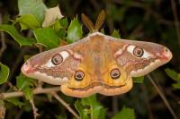 Saturnia pavoniella