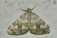 Perizoma flavofasciata