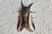 Pheosia tremula