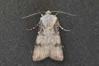 Agrotis puta