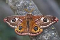 Saturnia pavoniella