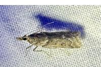 Eudonia angustea