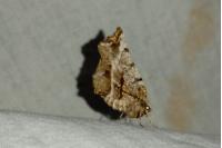 Selenia dentaria