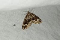 Lampropteryx suffumata