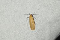 Wittia sororcula