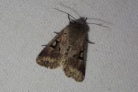 Orthosia gothica