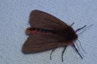 Phragmatobia fuliginosa