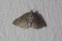 Aleucis distinctata